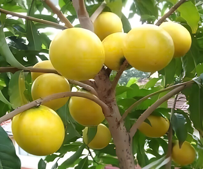 Loại quả xưa không ai biết đến, nay thành đặc sản 80.000 đ/kg trồng một lần hái bán nhiều năm, dân thành phố thích mê - 1