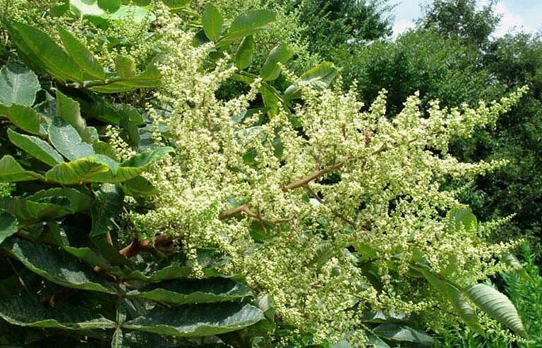 Loại quả xưa dành cho amp;#34;người nghèoamp;#34;, nay thành đặc sản khoái khẩu trong nhà hàng, hương vị đặc biệt - 2