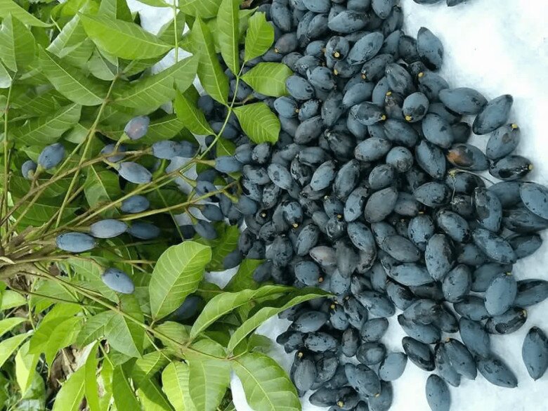 Loại quả xưa chín rụng chỉ dành cho amp;#34;người nghèoamp;#34;, nay thành đặc sản giá 100.000 đ/kg, trồng một lần thu hoạch nhiều năm - 3