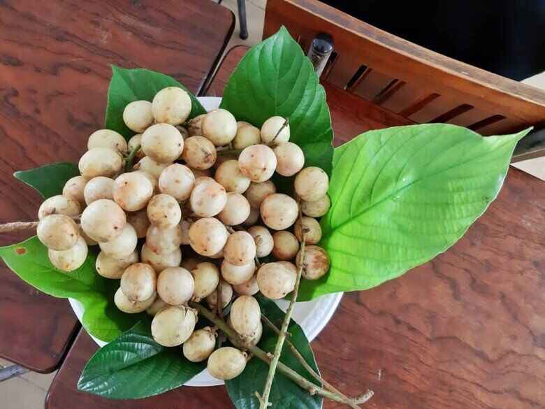 Loại quả xưa rụng đầy gốc không ai ngó ngàng, nay lên đời thành đặc sản miền Tây 30.000 đ/kg, trồng một lần hái bán nhiều năm - 3