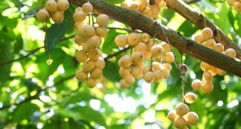Loại quả xưa rụng đầy gốc không ai ngó ngàng, nay lên đời thành đặc sản miền Tây 30.000 đ/kg, trồng một lần hái bán nhiều năm - 2