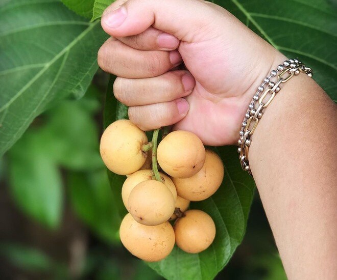 Loại quả xưa rụng đầy gốc không ai ngó ngàng, nay lên đời thành đặc sản miền Tây 30.000 đ/kg, trồng một lần hái bán nhiều năm - 1