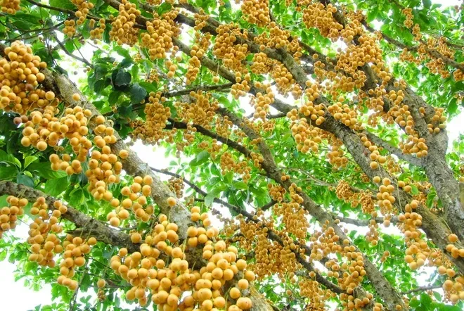Loại quả xưa rụng đầy gốc không ai ngó ngàng, nay lên đời thành đặc sản miền Tây 30.000 đ/kg, trồng một lần hái bán nhiều năm - 4