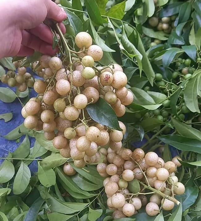 Loại quả xưa rụng đầy gốc nay thành đặc sản ở thành phố, trồng một lần thu hoạch nhiều năm, 200.000 đồng/kg - 4