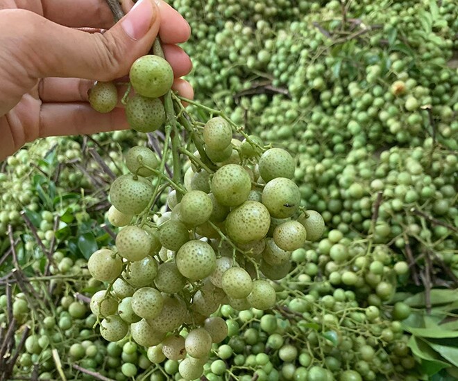Loại quả xưa rụng đầy gốc nay thành đặc sản ở thành phố, trồng một lần thu hoạch nhiều năm, 200.000 đồng/kg - 1