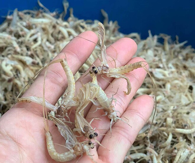 amp;#34;Lộc trờiamp;#34; xuất hiện lúc nửa đêm, dân rọi đèn bắt về bán 300.000 đồng/kg, thành đặc sản lạ làm đủ món ngon ở thành phố - 1