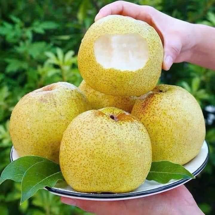 Loại quả xưa chín rụng không ai biết đến, nay thành đặc sản mùa hè giá 70.000 đ/kg, trồng một lần thu hoạch nhiều năm - 2