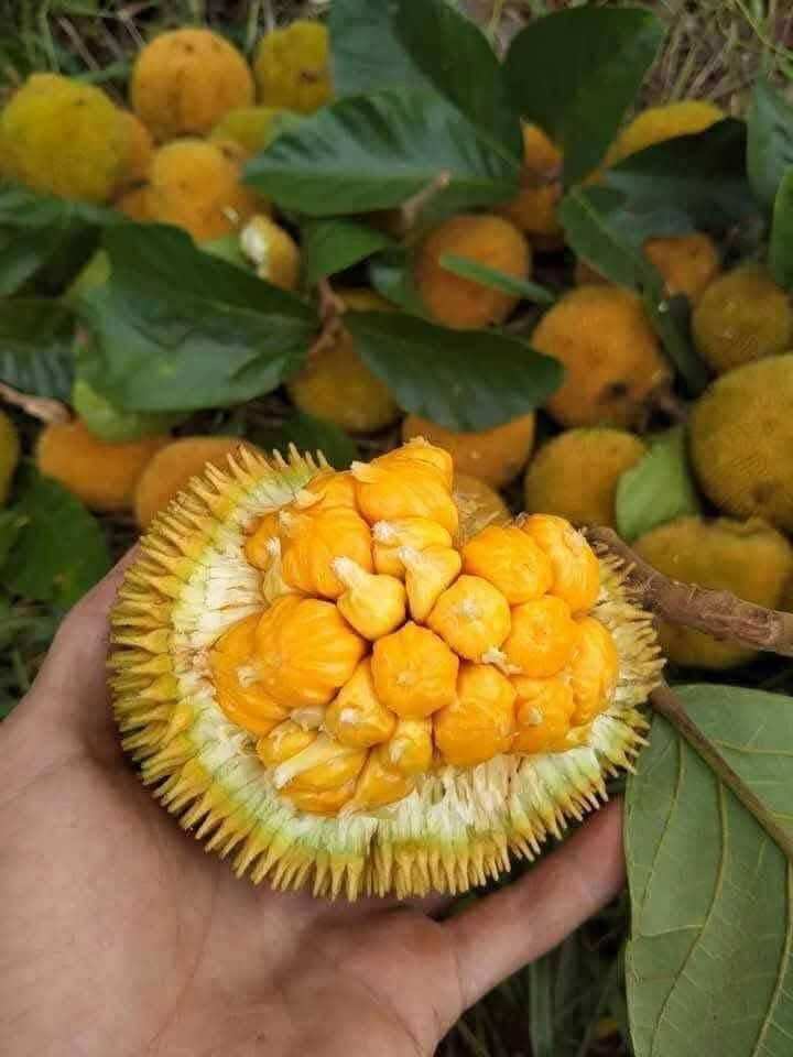 Loại quả xưa chín rụng đầy gốc, nay thành đặc sản ở thành phố giá 80.000 đ/kg, trồng một lần thu hoạch nhiều năm - 3