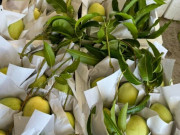 Loại quả "tốt nhất thế giới" chỉ có ở Tây Ninh, nghe tên đã thấy giàu, thành đặc sản tốt cho sức...