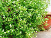 Cây mọc bờ rào có vị đắng nay thành đặc sản được ưa chuộng ở thành phố, trồng một lần hái bán quanh năm, 60.000 đồng/kg