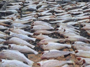 Lifestyle - Loài cá "nhà nghèo" nghe tên chậm chạp, xưa ai cũng chê nay thành đặc sản giá đắt đỏ, còn xuất khẩu ra nước ngoài