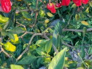 Tiêu dùng - Loại quả "tốt nhất thế giới" chỉ có ở Lai Châu, thành đặc sản nổi tiếng được ưa chuộng, trồng 3 tháng cho thu hoạch