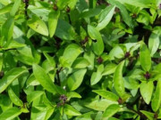 Tiêu dùng - Cây dại mọc bờ rào xưa không ai ngó ngàng nay thành đặc sản khoái khẩu, trồng 2 tháng cho thu hoạch, 90.000 đồng/kg