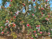 Loại quả “tốt nhất thế giới” chỉ có ở An Giang, trồng một lần thu hoạch nhiều năm, thành đặc sản nổi tiếng tốt cho sức khoẻ