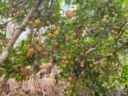 Sức khỏe - Loại quả "tốt nhất thế giới" chỉ có ở Sơn La, trồng một lần thu hoạch nhiều năm, thành đặc sản tốt cho sức khoẻ