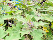 Tin tức - Loại quả đắng ngắt ít ai ăn nay thành đặc sản 120.000 đồng/kg, trồng một lần hái bán quanh năm