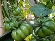 Sức khỏe - Loại quả "tốt nhất thế giới" chỉ có ở Sơn La, trồng 3 tháng cho thu hoạch, thành đặc sản tốt cho sức khoẻ