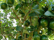 Sức khỏe - Loại quả "tốt nhất thế giới" chỉ có ở Tây Nguyên, trồng một lần thu hoạch nhiều năm, thành đặc sản tốt cho sức khoẻ