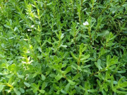 Cây dại mọc bờ mương có vị đắng nay thành đặc sản được ưa chuộng giá 70.000 đồng/kg, trồng 2 tháng cho thu hoạch