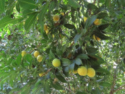 Tiêu dùng - Loại quả xưa rụng đầy không ai ngó ngàng, nay thành đặc sản nổi tiếng khắp nơi 70.000 đ/kg, trồng một lần thu hoạch nhiều năm