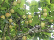 Sức khỏe - Loại quả “tốt nhất thế giới” chỉ có ở Lào Cai giá 65.000 đ/kg, trồng một lần thu hoạch nhiều năm, thành đặc sản tốt cho sức khỏe