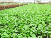 Sức khỏe - Loại rau "tốt nhất thế giới", Việt Nam trồng khắp nơi chỉ 1 tháng cho thu hoạch, thành đặc sản tốt cho sức khoẻ