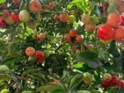 Loại quả xưa không ai ngó ngàng, nay thành đặc sản nổi tiếng khắp nơi 80.000 đ/kg, trồng một lần thu hoạch nhiều năm