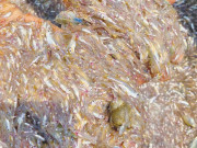 Sức khỏe - Loại cá có canxi cao gấp 25 lần cá hồi, xưa cho lợn ăn nay thành đặc sản chỉ từ 30.000 đồng/kg, tốt cho sức khỏe