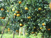 Sức khỏe - Loại quả "tốt nhất thế giới" chỉ có ở Hà Tĩnh, trồng một lần thu hoạch nhiều năm, thành đặc sản tốt cho sức khỏe