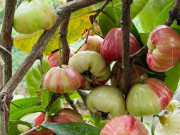 Loại quả xưa không ai ngó ngàng, nay thành đặc sản được ưa chuộng vì hương vị lạ giá 70.000 đ/kg, trồng một lần thu hoạch nhiều năm