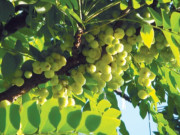 Loại quả mọc bờ rào xưa không ai ăn, nay thành món đặc sản khoái khẩu giá 180.000 đ/kg, trồng một lần thu hoạch nhiều năm