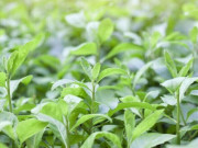 Sức khỏe - Cây mọc bờ rào có vị đắng nay thành đặc sản lạ ở thành phố, trồng một lần hái bán quanh năm, tốt cho sức khỏe