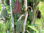 Lifestyle - Thứ tưởng bỏ đi nay thành món ăn đặc sản có hương vị lạ, người thành phố thích mê, có tiền cũng khó mua được
