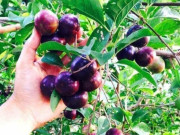 Tin tức - Loại quả mọc bờ rào xưa rụng đầy gốc, nay thành đặc sản ở thành phố giá 80.000 đ/kg, trồng một lần thu hoạch nhiều năm