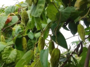 Tiêu dùng - Loại quả mọc bờ rào xưa rụng đầy, nay thành đặc sản ở thành phố giá 50.000 đ/kg, trồng một lần thu hoạch nhiều năm