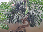 Tin tức - Cây ăn quả ở quê "lên chậu" thành bonsai đẹp lạ, có cây giá vài chục triệu đồng, mang nhiều ý nghĩa phong thủy