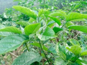 Lifestyle - Cây mọc bờ rào vị đắng ngắt, nay thành món ăn đặc sản có hương vị đặc biệt dân thành phố thích mê, 70.000 đ/kg
