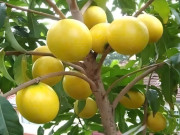 Lifestyle - Loại quả xưa không ai biết đến, nay thành đặc sản 80.000 đ/kg trồng một lần hái bán nhiều năm, dân thành phố thích mê