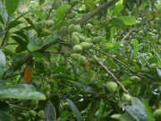 Sức khỏe - Loại quả mọc bờ rào xưa không ai ăn, nay thành đặc sản trồng một lần thu hoạch nhiều năm, tốt cho sức khỏe