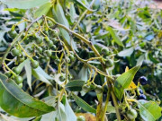 Tin tức - Loại quả xưa chín rụng đầy gốc, nay thành đặc sản được ưa chuộng giá 300.000 đ/kg, trồng một lần thu hoạch nhiều năm