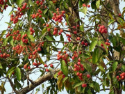 Lifestyle - Loại quả xưa chín rụng đầy gốc, nay thành đặc sản mùa hè có vị chua ngọt hấp dẫn, dân thành phố ưa chuộng