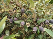 Tin tức - Loại quả xưa chín rụng đầy, nay thành đặc sản được ưa chuộng ở thành phố giá 150.000 đ/kg, trồng một lần thu hoạch nhiều năm