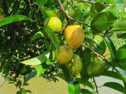 Tin tức - Loại quả mọc bờ rào xưa rụng đầy gốc, nay thành đặc sản ở thành phố giá 55.000 đ/kg, trồng một lần thu hoạch nhiều năm