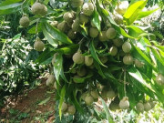 Loại quả xưa chín rụng đầy gốc, nay thành đặc sản ở thành phố giá 100.000 đ/kg, trồng một lần thu hoạch nhiều năm
