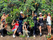 Lifestyle - Mỗi năm chỉ có một mùa, du khách ùn ùn đến Đồng Nai tự tay hái trái chín cây