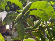Loại quả xưa rụng đầy gốc, nay thành đặc sản được ưa chuộng ở thành phố giá 90.000 đ/kg, trồng một lần thu hoạch nhiều năm