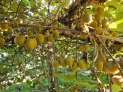 Loại quả "tốt nhất thế giới" Việt Nam trồng thành công, là đặc sản nổi tiếng được ưa chuộng, tốt cho sức khỏe