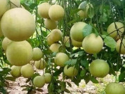 Sức khỏe - Loại quả "tốt nhất thế giới" chỉ có ở Phú Thọ, trồng một lần thu hoạch nhiều năm, thành đặc sản tốt cho sức khoẻ