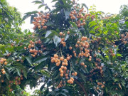 Loại quả xưa chín rụng đầy gốc, nay thành đặc sản được ưa chuộng giá 40.000 đ/kg, trồng một lần thu hoạch nhiều năm