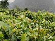 Tiêu dùng - Cây dại mọc bờ rào nay thành đặc sản người thành phố ưa chuộng, trồng một lần thu hoạch nhiều năm, 70.000 đồng/kg
